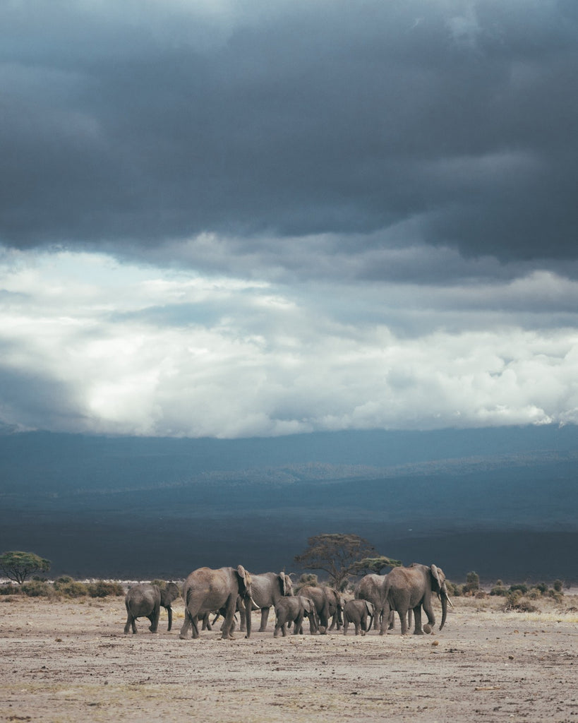 East Africa Road Trip - FAQ